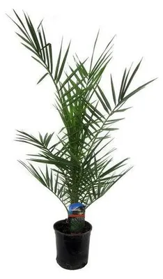 Immagine prodotto di Phoenix canariensis, diametro 15 cm, altezza da 80 cm