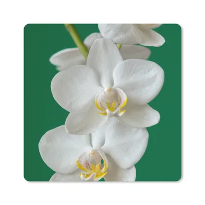 Produktbild von MuchoWow® Mauspad Mousepad Orchidee mit grünem Hintergrund 20x20 cm - Mousepads - Maus Mat - Pad - Mausunterlage - Desk Mat - Bureauartikeln