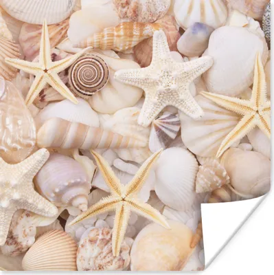 Produktbild von MuchoWow® Poster Seestern - Muscheln - Strand - Sommer 75x75 cm - Wand Dekoration