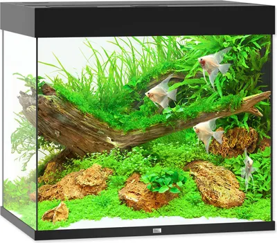 Zdjęcie produktu dla Juwel Lido 200 LED czarny - akwarium Juwel