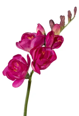 Produktbild von Kunstblume FREESIE ca 50cm. Freesien, Schwertlilie. PINK