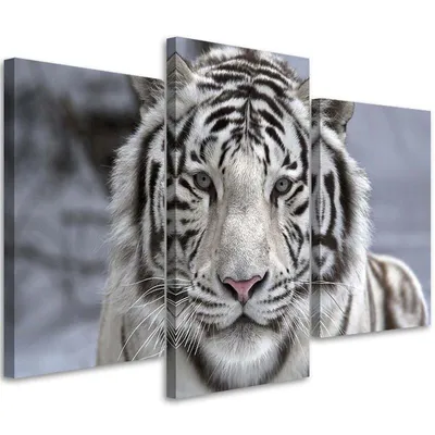 Produktbild von Triptychon auf leinwand weißer tiger im winter 60x40 cm Feeby grau wandbild bereit zum aufhängen