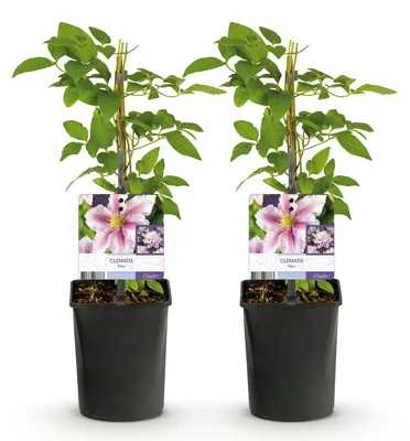 Produktbild von GreenboutiQ - Kletterpflanze - Clematis Piilu - Blüte Rosa - Wenig Pflege - 2 Pflanzen - Topf 11cm Höhe 40cm