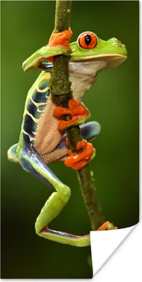 Produktbild von MuchoWow® Poster Rotaugenlaubfrosch im Dschungel 20x40 cm - Plakat - Foto