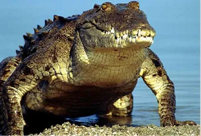 Produktbild von 3 D Ansichtskarte Krokodil, Postkarte Wackelkarte Hologrammkarte Tiere Tier Echse