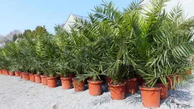 Produktbild von 2 Stück Palme XXL 180 cm Phoenix canariensis, kanarische Dattelpalme, winterhart