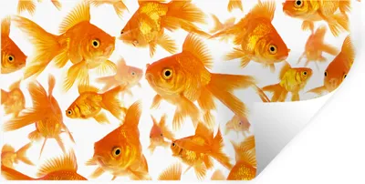 Produktbild von MuchoWow® Wandtattoo Wandsticker Wandaufkleber Goldfisch - Weiß - Fisch 80x40 cm Selbstklebend und Repositionierbar - Aufkleber