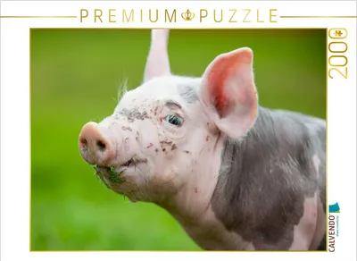 Produktbild von CALVENDO Puzzle Schwein 2000 Teile Puzzle quer | 2000 Teile Lege-Größe 90x67cm Foto-Puzzle für glückliche Stunden