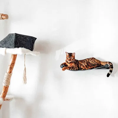 Produktbild von CanadianCat C10202, Hammock pet bed, Drinnen, Katze, Anthrazit, Grau, Rechteckig, Einfarbig