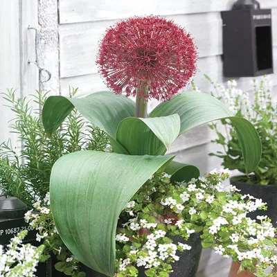 Zdjęcie produktu dla Allium Czosnek Ozdobny Red Giant 1 szt. Cebulki Kwiatowe Czosnki Ozdobne