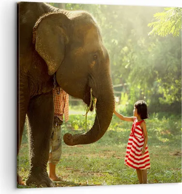 Produktbild von Bild auf Leinwand - Leinwandbild - Elefant Tier - 50x50cm - Wand Bild - Wanddeko - Wandbilder - Leinwanddruck - Bilder - Kunstdruck - Wanddekoration - Leinwand bilder - Wandkunst - AC50x50-3884