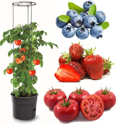A collage of fresh produce and a tomato plant in a pot.