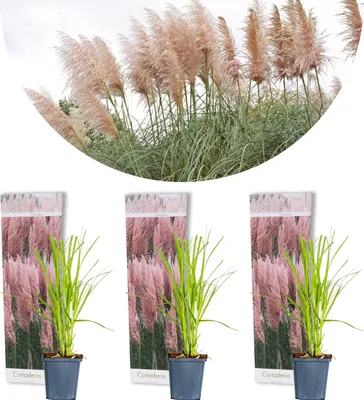 Produktbild von Bloomique - 3er-Set - Cortaderia Rosea - Rosa Pampasgras - Ziergras - Winterhart - Höhe 20-30 cm - Topf 9 cm