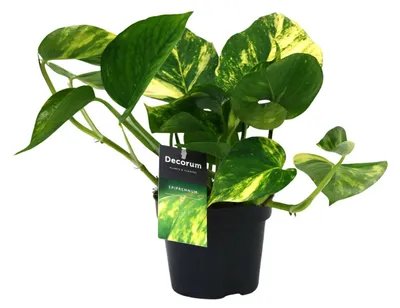 Immagine prodotto di Scindapsus (Epipremnum) Aureum - 25cm - Ø12cm - Pianta d'appartamento - Sempreverde
