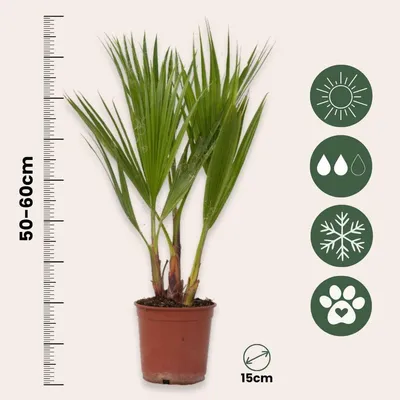 Image de Palmier de Washington - Set de 2 - Washingtonia robusta - H50-60cm - ⌀15cm