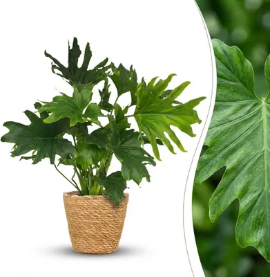 Image de Green boutiQ - Plante d'intérieur - Philodendron - Philodendron Lickety split - Vert - Peu d'entretien - 1 plante - avec panier - Pot de 19 cm - Hauteur 70 cm