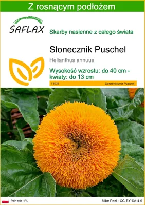 Zdjęcie produktu dla SAFLAX - Słonecznik Puschel - 40 Nasiona - Z podłożem uprawowym wolnym od zarazków - Helianthus annuus