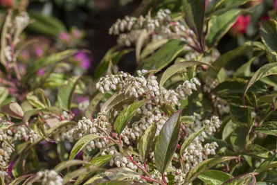 Produktbild von Leucothoe walteri, Traubenheide, 40–60 cm, immergrün