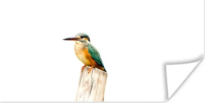 Produktbild von MuchoWow® Poster Eisvogel - Federn - Pfahl 40x20 cm - Poster für die Wand - Poster Schlafzimmer