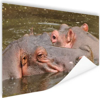Produktbild von MuchoWow® Poster Nilpferd - Wasser - Natur 120x80 cm - Bilder