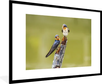 Produktbild von MuchoWow® MuchoWow® Gerahmtes Poster Vögel - Zweig - Porträt 90x60 cm - Poster mit zchwarzem Bilderrahmen - Wanddekoration - Fotos