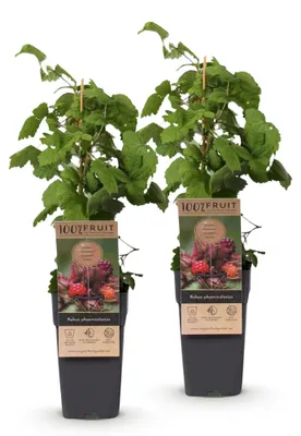Produktbild von Green boutiQ - Obst gepflanzt - Rubus phoenicolasius - Japanische Weinbeere - Winterhart - Leuchtende Rote Himbeere - 2 Pflanzen - Topf 15cm - Höhe 50cm