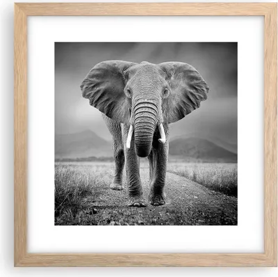 Produktbild von Gerahmtes Poster - Rahmen in heller Eiche - Elefant Wildnis Natur - 30x30 cm - Wand Bild - Wanddeko - Wandbilder - Kunstposter - Wandposter - Bilderrahmen - Bilder - Kunstdruck - P2NAC30x30-4966