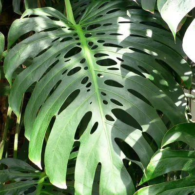 Image de Monstera (Monstera deliciosa)  - 5 graines