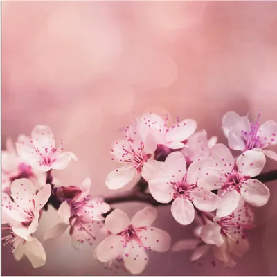 Produktbild von ARTland Wandbild Alu für Innen & Outdoor Kirschblüten Größe: 40x40 cm