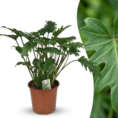 Image de Green boutiQ - Plante d'intérieur - Philodendron - Philodendron Xanadu - Vert - Peu d'entretien - 1 plante - Pot de 19 cm - Hauteur 60 cm