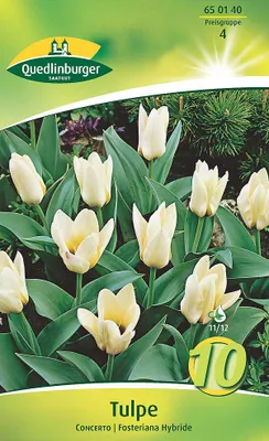Artikelbild 2 von 'Tulpe botanisch Concerto (10 Stück)' aus der Kategorie Tulpenzwiebeln