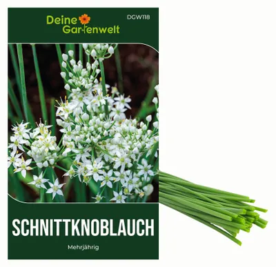 Produktbild von Schnittknoblauch Mehrjährig Samen - Allium tuberosum - Schnittknoblauchsamen - Kräutersamen - Saatgut für 100 Pflanzen