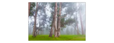 Produktbild von Muralo Fototapete Wald im Nebel 270 (B) x 180 (H) cm Vlies Tapete Wandtapeten Bäume Wohnzimmer Schlafzimmer moderne Wandbilder XXL Landschaft Panorama Wand Dekoration