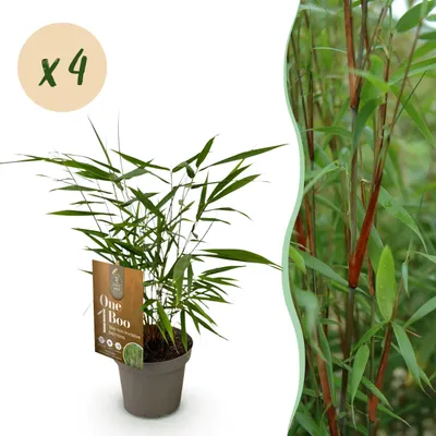 Immagine prodotto di Erbe - Fargesia Asian Wonder - Bambù non ricrescente - Sempreverde - 4 piante - 25-35cm - Ø14cm - Pianta da giardino