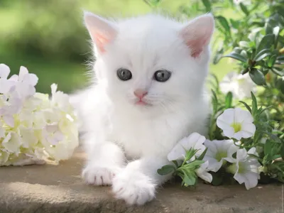 Image de Ravensburger 120007067 Chaton blanc