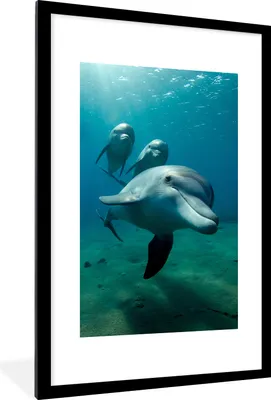 Produktbild von MuchoWow® MuchoWow® Gerahmtes Poster Wasser - Delphin - Blau 60x90 cm - Poster mit zchwarzem Bilderrahmen - Dekoration - Wandposter Wohnzimmer - Hochwertig