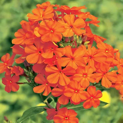 Produktbild von Phlox Rhizom Sommerblüher Staude Phlox Flammenblumen Orange Perfection 1 St.