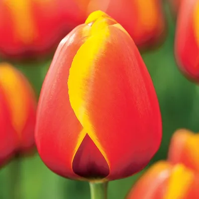 Zdjęcie produktu dla Tulipan Triumph Worlds Friend 5 szt. Tulipany Cebulki Tulipanów Cebule