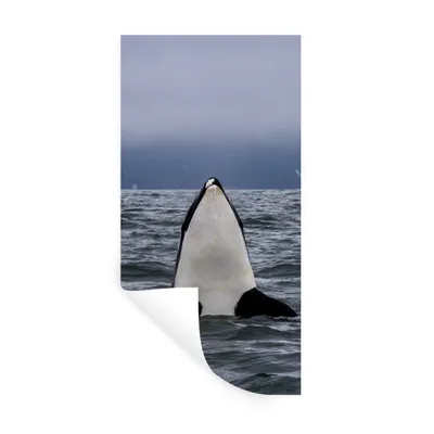 Produktbild von MuchoWow® Wandtattoo Wandsticker Wandaufkleber Orca über Wasser 20x40 cm Selbstklebend und Repositionierbar - Selbstklebend - Fototapeten