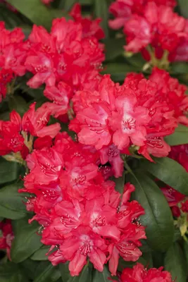 Produktbild von Rhododendron yakushimanum 'Astrid', Rhododendron, rot, 25–30 cm