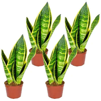 Zdjęcie produktu dla Sansevieria 'Superba' (opakowanie 4 szt.) | Roślina doniczkowa w doniczce ⌀9 cm - 20-30 cm
