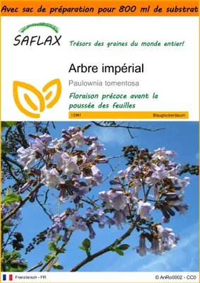 Image de SAFLAX Garden in the bag - Arbre impérial - 200 graines - Paulownia