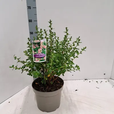Produktbild von Escallonia 'Apple Blossom' - Andenstrauch | 60-70 cm im Topf