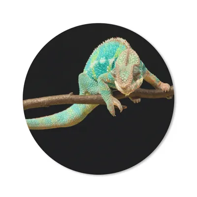 Produktbild von MuchoWow® Mauspad Mousepad Chamäleon - Zweig - Pastell 20x20 cm - Mousepads - Maus Mat - Pad - Mausunterlage - Schreibtischmatte
