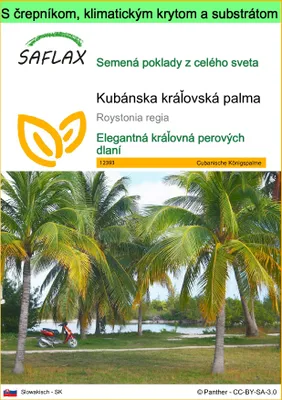 Obrázok produktu pre SAFLAX Garden to go - Kubánska kráľovská palma - Roystonia regia - 8 Semená - S črepníkom, klimatickým vekom a pestovateľským substrátom
