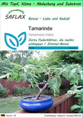 Produktbild von SAFLAX Garden to go - Tamarinde - Tamarindus indica - 4 Samen - Mit Topf, Klima - Deckel und Anzuchtsubstrat