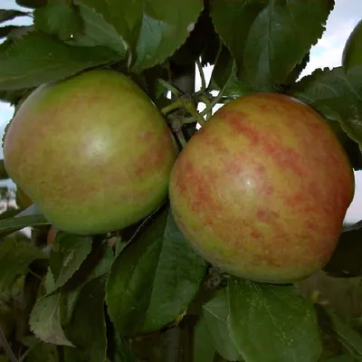 Two apples on a tree branch with green leaves.