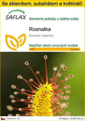 Obrázek produktu pro SAFLAX Kultivační sada - rosnatka - Drosera capensis - 200 Semena - S mini skleníkem, pěstebním substrátem a 2 květináči