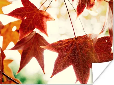 Produktbild von MuchoWow® Poster Herbstblätter - November - Natur - Bäume 160x120 cm - Foto Plakat
