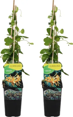 Zdjęcie produktu dla Bloomique - Zestaw 2 szt. - Lonicera Tellmanniana - Wiciokrzew - Pomarańczowy - Rośliny pnące - Rośliny ogrodowe - Odporne na zimę - Wysokość 50-70 cm - Doniczka 15 cm